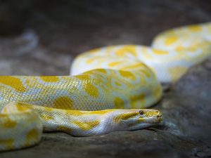React2Shell : Tester la vulnérabilité de votre application Web